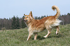 running Golden Retriever