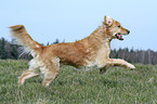 running Golden Retriever