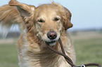 playing Golden Retriever