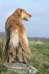 standing Golden Retriever