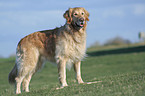 standing Golden Retriever