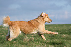 running Golden Retriever