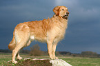 standing Golden Retriever