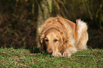 lying Golden Retriever