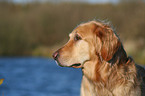 Golden Retriever Portrait