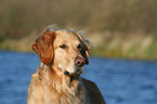 Golden Retriever Portrait