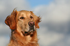 Golden Retriever Portrait