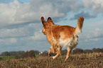 running Golden Retriever