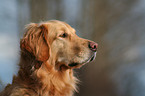 Golden Retriever Portrait