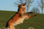 running Golden Retriever