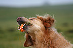 Golden Retriever Portrait