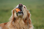 Golden Retriever Portrait