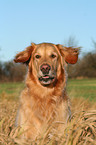 barking Golden Retriever