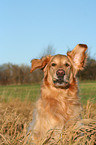 barking Golden Retriever