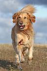 running Golden Retriever