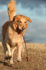 running Golden Retriever