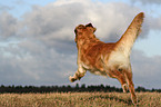 running Golden Retriever