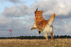 running Golden Retriever