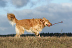 running Golden Retriever