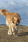 running Golden Retriever