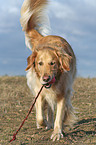 running Golden Retriever