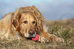 lying Golden Retriever