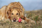 lying Golden Retriever