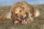 lying Golden Retriever