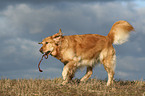 running Golden Retriever