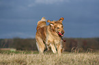 running Golden Retriever