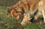 digging Golden Retriever