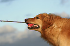 Golden Retriever Portrait