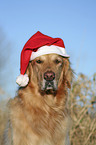 Golden Retriever Portrait