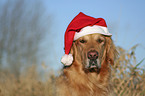 Golden Retriever Portrait