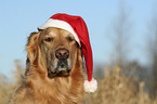 Golden Retriever Portrait