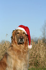 Golden Retriever Portrait