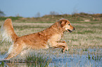 running Golden Retriever