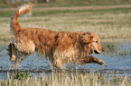 running Golden Retriever