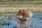 running Golden Retriever