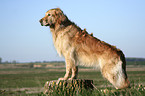 standing Golden Retriever