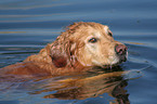 Golden Retriever Portrait