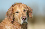 Golden Retriever Portrait