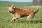 running Golden Retriever