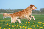 running Golden Retriever