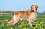 standing Golden Retriever