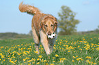 running Golden Retriever