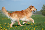 running Golden Retriever