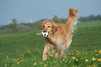 running Golden Retriever