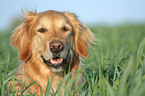 Golden Retriever Portrait