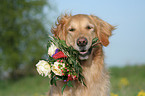 Golden Retriever Portrait